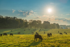 rolling hills in Boone in the summer sun as cows graze on grass